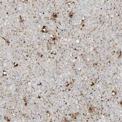 Immunohistochemistry-Paraffin: ARMC10 Antibody [NBP1-81128]