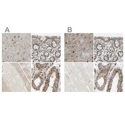 Immunohistochemistry-Paraffin: ARMC10 Antibody [NBP1-81128]