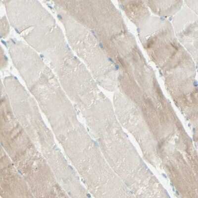 Immunohistochemistry-Paraffin: ARMC10 Antibody [NBP1-81128]