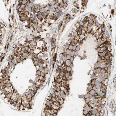 Immunohistochemistry-Paraffin: ARMC10 Antibody [NBP1-81128]
