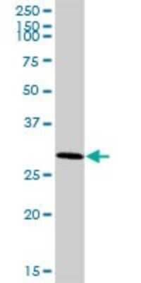 Western Blot: ARMC10 Antibody [H00083787-B01P]