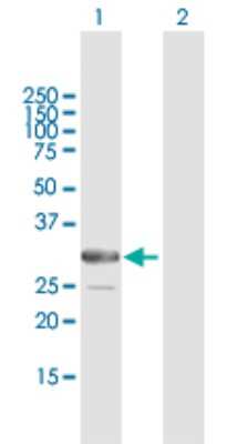 Western Blot: ARMC10 Antibody [H00083787-B01P]