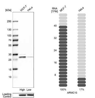 Western Blot: ARMC10 Antibody [NBP1-81127]