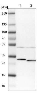 Western Blot: ARMC10 Antibody [NBP1-81128]