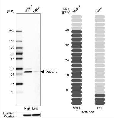 Western Blot: ARMC10 Antibody [NBP1-81128]