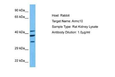 Western Blot: ARMC10 Antibody [NBP2-87041]