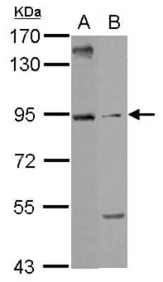 Western Blot: ARMC3 Antibody [NBP2-15468]