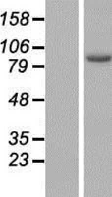 Western Blot: ARMC3 Overexpression Lysate [NBP2-05150]