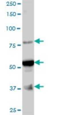 Western Blot: ARMC6 Antibody [H00093436-B01P]