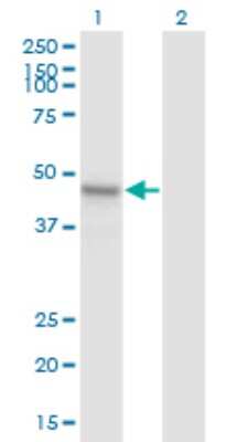 Western Blot: ARMCX1 Antibody (6E10) [H00051309-M01]