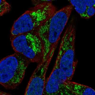 Immunocytochemistry/ Immunofluorescence: ARMCX1 Antibody [NBP1-89145]