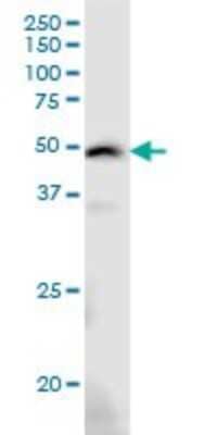 Western Blot: ARMCX3 Antibody (2G3) [H00051566-M01]