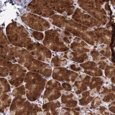 Immunohistochemistry-Paraffin: ARMCX3 Antibody [NBP1-89142]