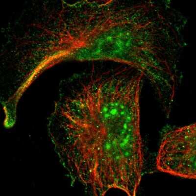 Immunocytochemistry/ Immunofluorescence: ARMCX5 Antibody [NBP1-82274]