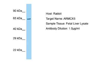 Western Blot: ARMCX5 Antibody [NBP2-84466]