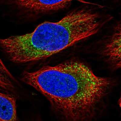 Immunocytochemistry/ Immunofluorescence: ARMCX6 Antibody [NBP2-30860]