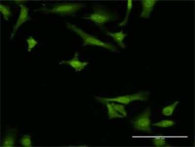 Immunocytochemistry/ Immunofluorescence: MANF Antibody (1D10) [H00007873-M01]