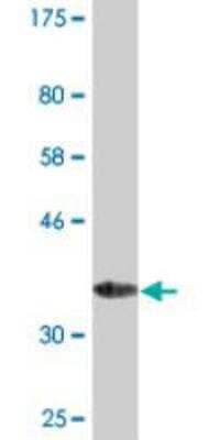 Western Blot: MANF Antibody (1D10) [H00007873-M01]