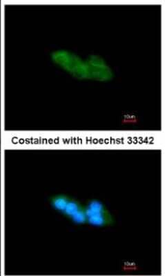 Immunocytochemistry/ Immunofluorescence: MANF Antibody [NBP1-32037]