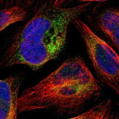 Immunocytochemistry/ Immunofluorescence: MANF Antibody [NBP1-90099]