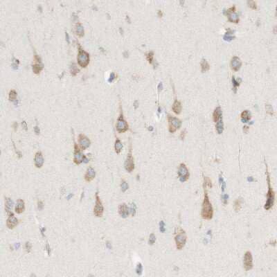Immunohistochemistry-Paraffin: MANF Antibody [NBP1-90099]