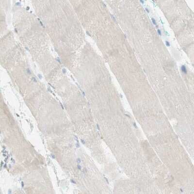 Immunohistochemistry-Paraffin: MANF Antibody [NBP1-90099]