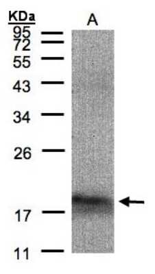 Western Blot: MANF Antibody [NBP1-32037]