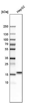 Western Blot: MANF Antibody [NBP1-90099]