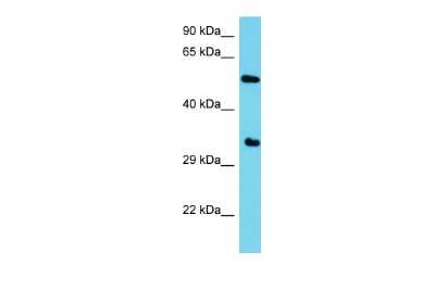 Western Blot: ARMH1 Antibody [NBP2-82669]