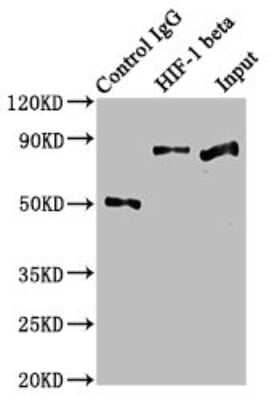 Immunoprecipitation: ARNT/HIF-1 beta Antibody (2F11) [NBP3-15238]
