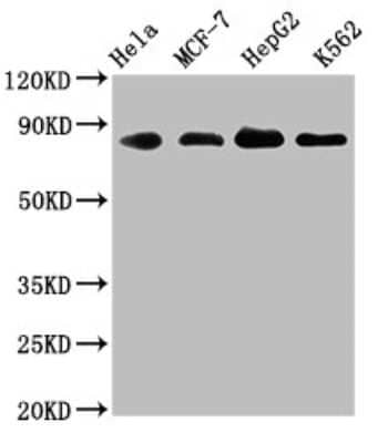 Western Blot: ARNT/HIF-1 beta Antibody (2F11) [NBP3-15238]