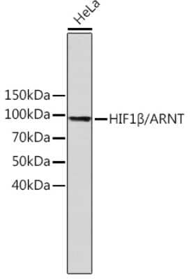 Western Blot: ARNT/HIF-1 beta Antibody (3R0Y4) [NBP3-15757]