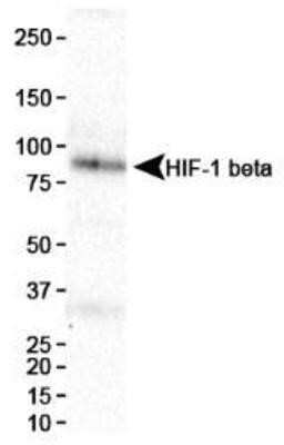 Western Blot: ARNT/HIF-1 beta Antibody (H1beta234)Azide and BSA Free [NBP2-80582]