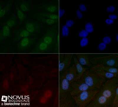 Immunocytochemistry/ Immunofluorescence: ARNT/HIF-1 beta Antibody (H1beta234) - BSA Free [NB100-124]