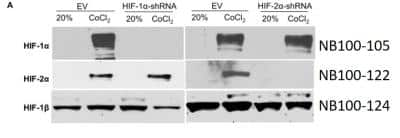 Western Blot: ARNT/HIF-1 beta Antibody (H1beta234)BSA Free [NB100-124]