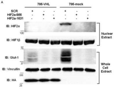 Western Blot: ARNT/HIF-1 beta Antibody (H1beta234)BSA Free [NB100-124]