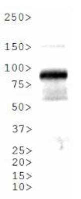 Western Blot: ARNT/HIF-1 beta Antibody Pack [NB100-982]