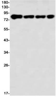 Western Blot: ARNT/HIF-1 beta Antibody (S05-3B2) [NBP3-20084]