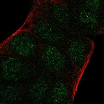 Immunocytochemistry/ Immunofluorescence: ARNT2 Antibody [NBP1-88623]