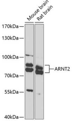 Western Blot: ARNT2 AntibodyBSA Free [NBP2-92823]