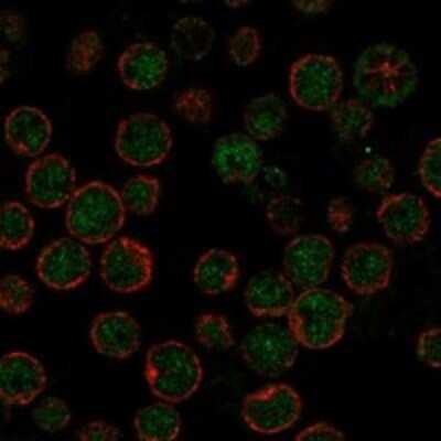 Immunocytochemistry/ Immunofluorescence: ARP10 Antibody [NBP3-17215]