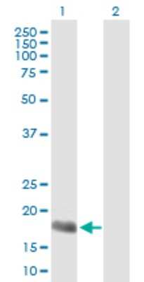 Western Blot: ARP10 Antibody [H00164668-B01P]