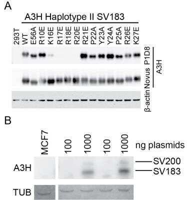 Western Blot: ARP10 Antibody [NBP1-91682]
