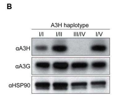 Western Blot: ARP10 Antibody [NBP1-91682]