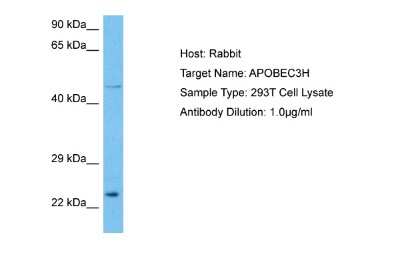 Western Blot: ARP10 Antibody [NBP2-84469]