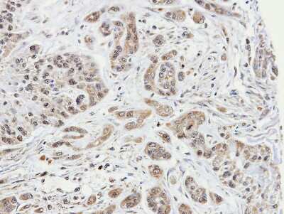 Immunohistochemistry-Paraffin: ARPC1A Antibody [NBP2-15471]