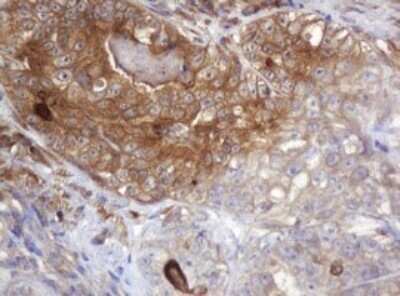 Immunohistochemistry: ARPC5 Antibody (OTI2G1) - Azide and BSA Free [NBP2-71550]