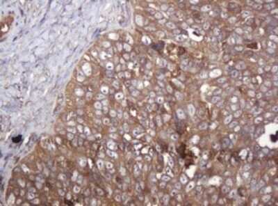 Immunohistochemistry: ARPC5 Antibody (OTI2G1) - Azide and BSA Free [NBP2-71550]