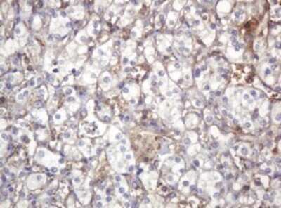 Immunohistochemistry: ARPC5 Antibody (OTI2G1) - Azide and BSA Free [NBP2-71550]