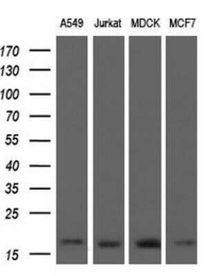 Western Blot: ARPC5 Antibody (OTI2G1)Azide and BSA Free [NBP2-71550]
